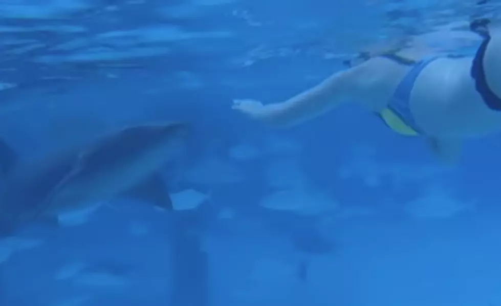 Shark Latches On to Snorkelers Arm, Thankfully Releases [VIDEO]
