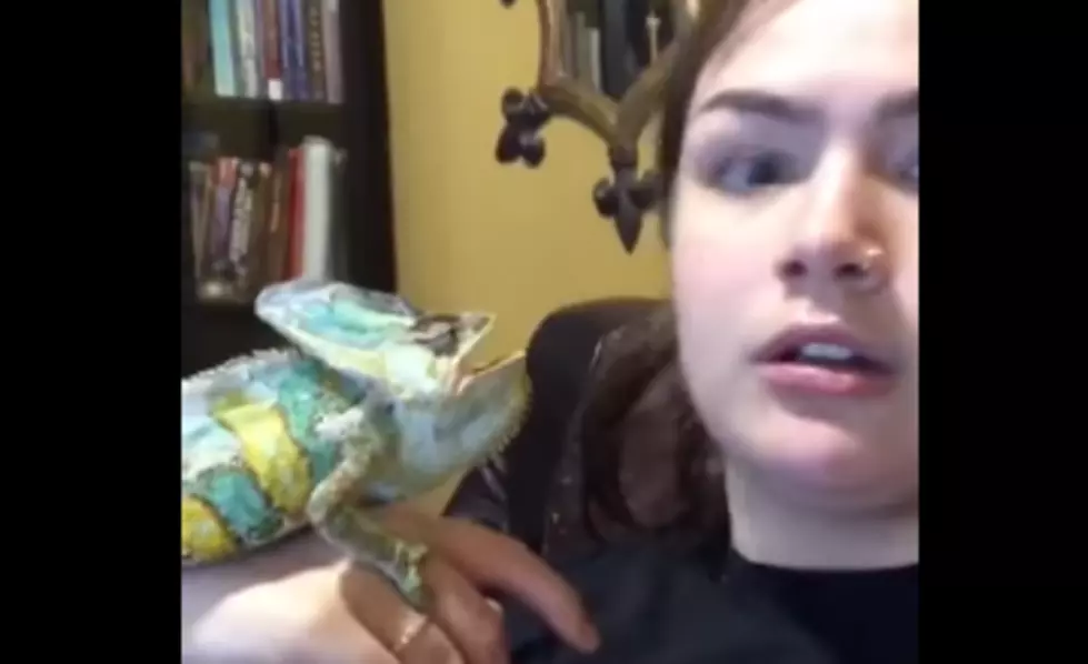 Pet Chameleon Tries to Pluck Owner’s Eye Out [VIDEO]