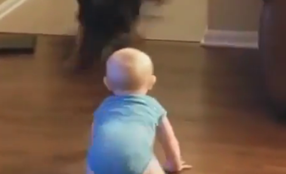 Baby and German Shepherd Play Cutest Game of “Chase” [VIDEO]