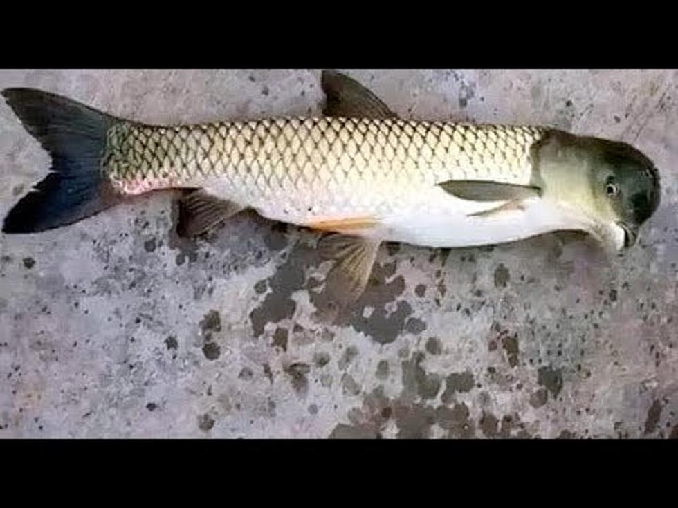 Is This a Fish, Bird, or Somehow Both? [VIDEO]