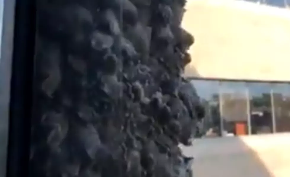 Creepy Video Shows Bats Gathered on the Side of Office Building [VIDEO]