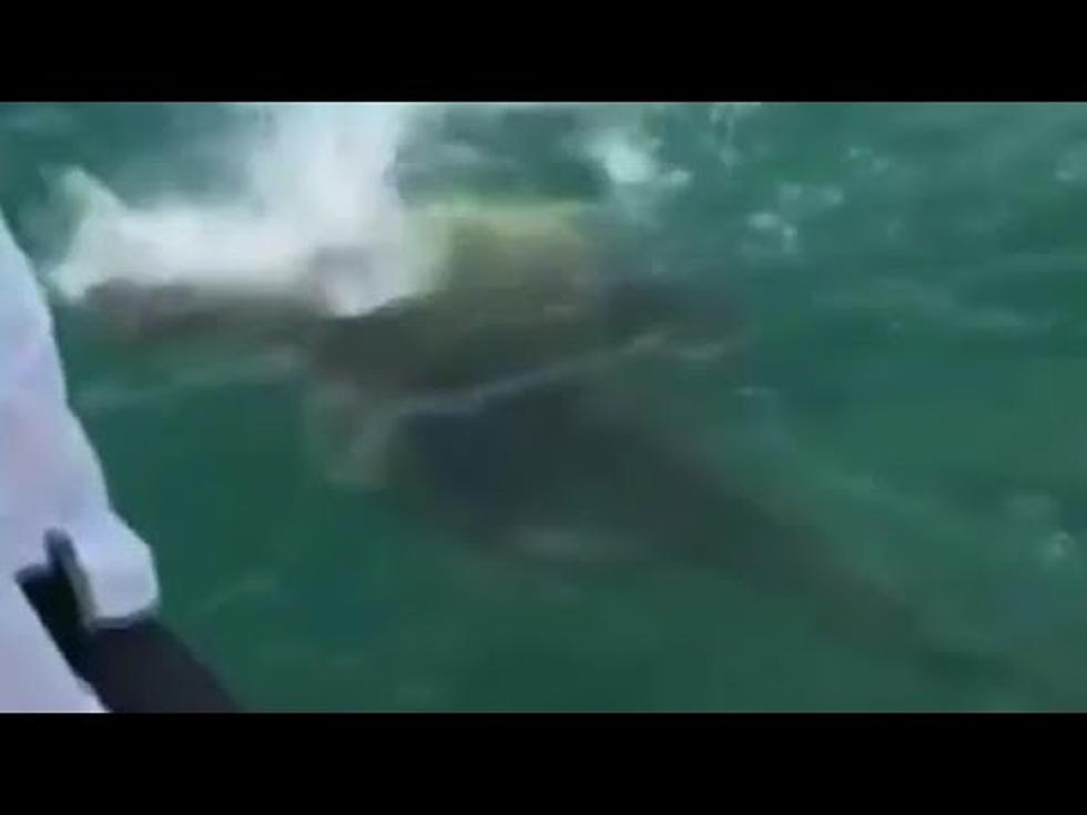 Gigantic Fish Swallows Shark Whole [VIDEO]