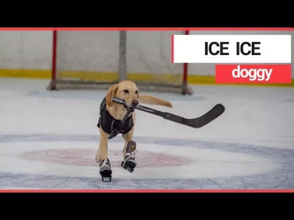 Is This the First True Ice Skating Dog You’ve Ever Seen? [VIDEO]