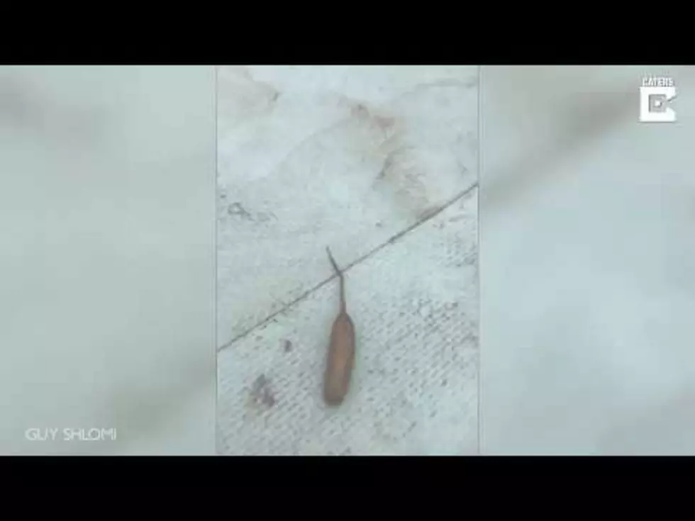 Check Out This Alien-Looking Maggot [VIDEO]
