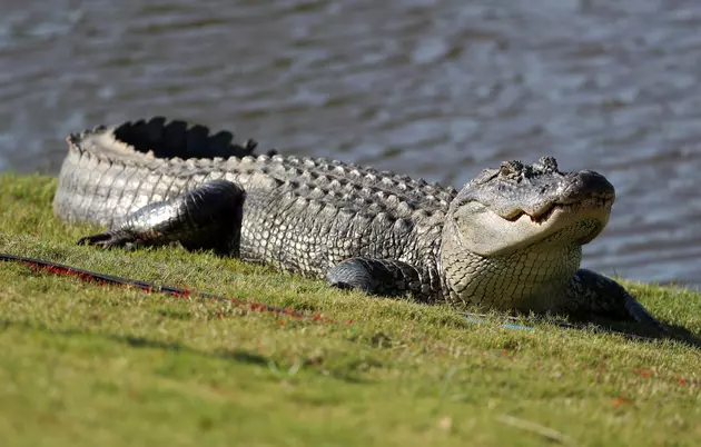Huge, Snake-Eating Gator Crashes Louisiana Golf Tournament