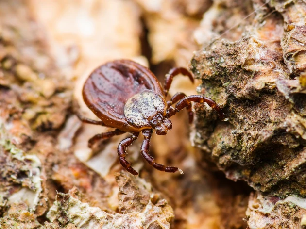 Louisiana Could Be Set For A Brutal Tick Season