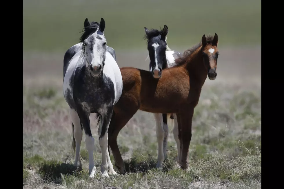 The Government Wants to Pay You to Adopt a Wild Horse