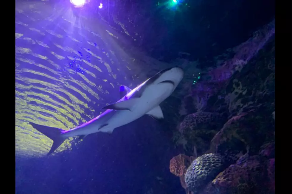 Shark Week is Coming to the Shreveport Aquarium