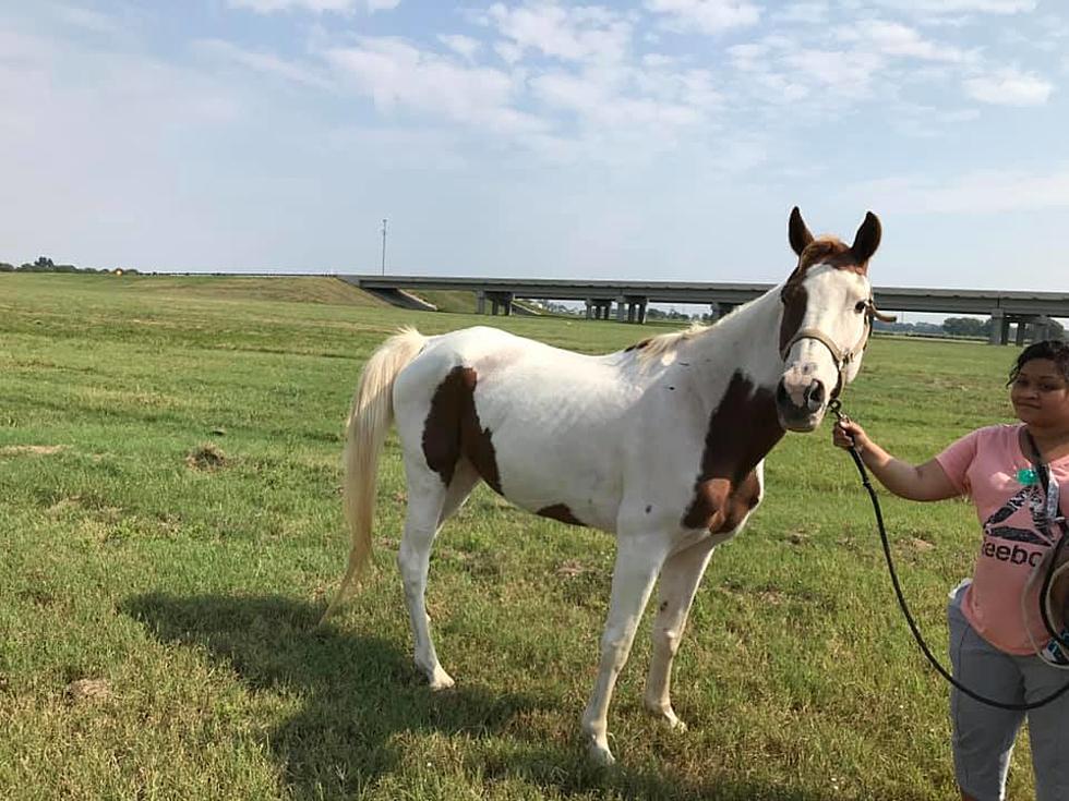 Horse Found Tied to a Tree on I-49 [PHOTO]