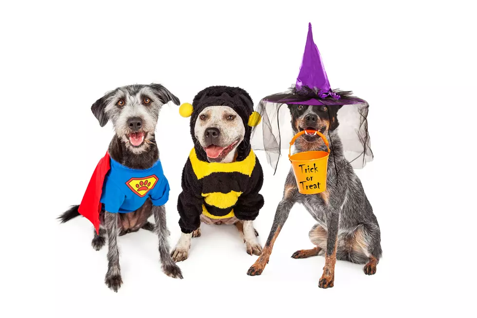 Are We Not Dressing Our Dogs Up for Halloween in Louisiana?