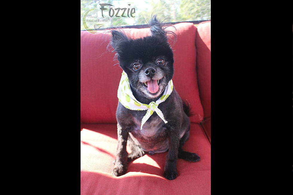 Olive Her Friends: Meet Fozzie
