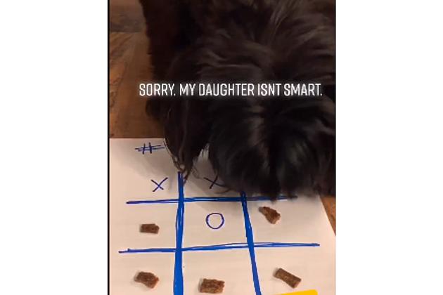 Play Tic-Tac-Toe With Your Dog