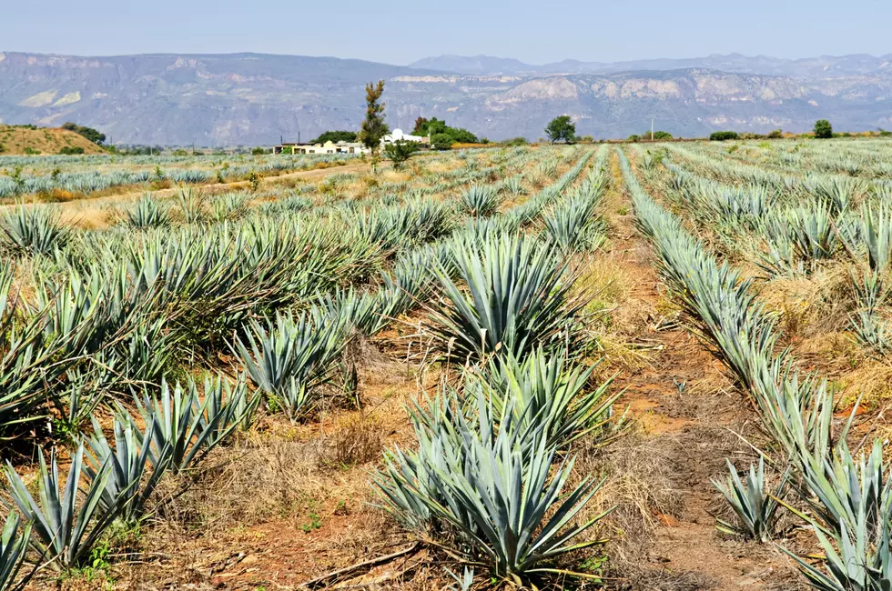 Sleep in a Tequila Barrel and Enjoy Unlimited Tequila