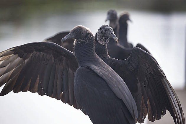Bill Cockrell Park Closed in Shreveport Due to Huge Vulture Nest