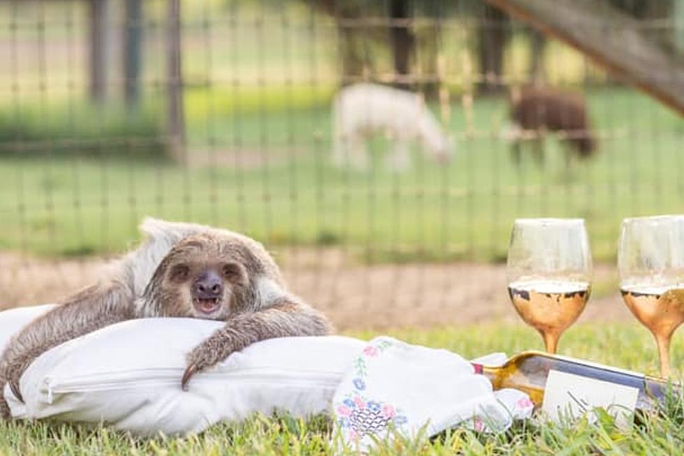 Sip Wine with Sloths at Barn Hill Preserve