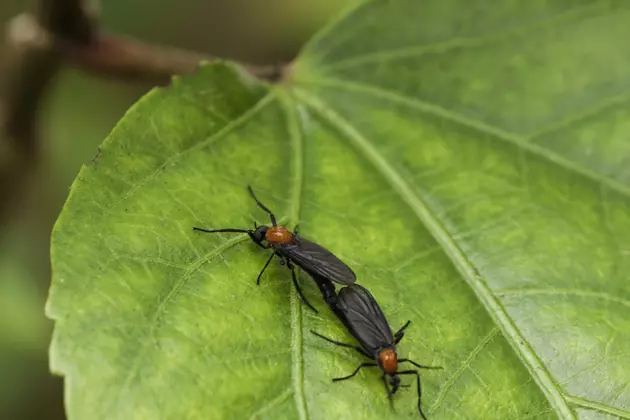 Lovebugs Are Back, Here&#8217;s How to Get Rid of Them