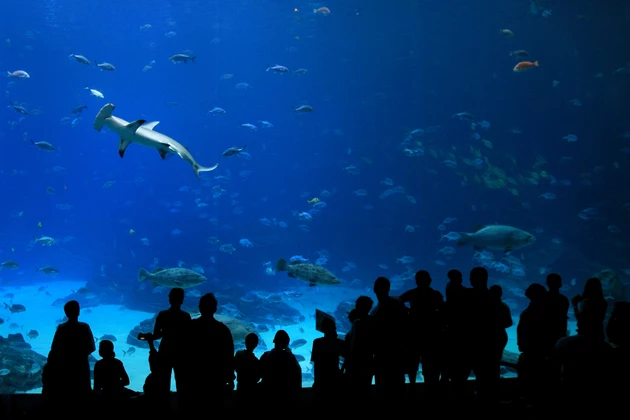 The Oldest Public Aquarium in Texas Will Close for Good
