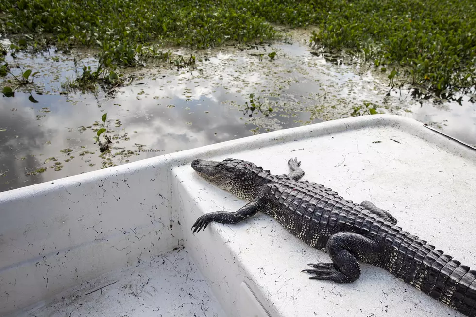 Check Out These Weird, Surprising Facts About Louisiana