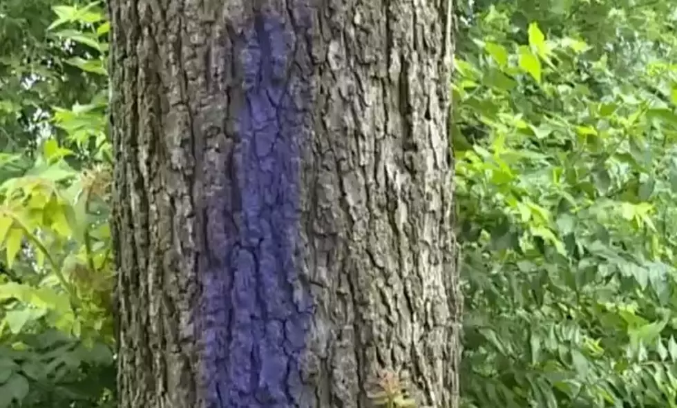 What Does it Mean When You See Purple Paint in the Woods?