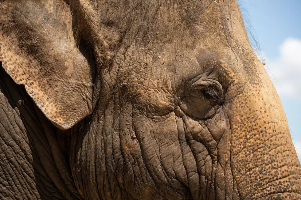 Monroe, Louisiana's Shirley the Elephant Has Died