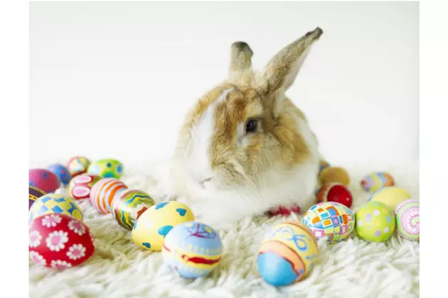 LA SPCA Raises Warning on Easter Bunnies and Chicks