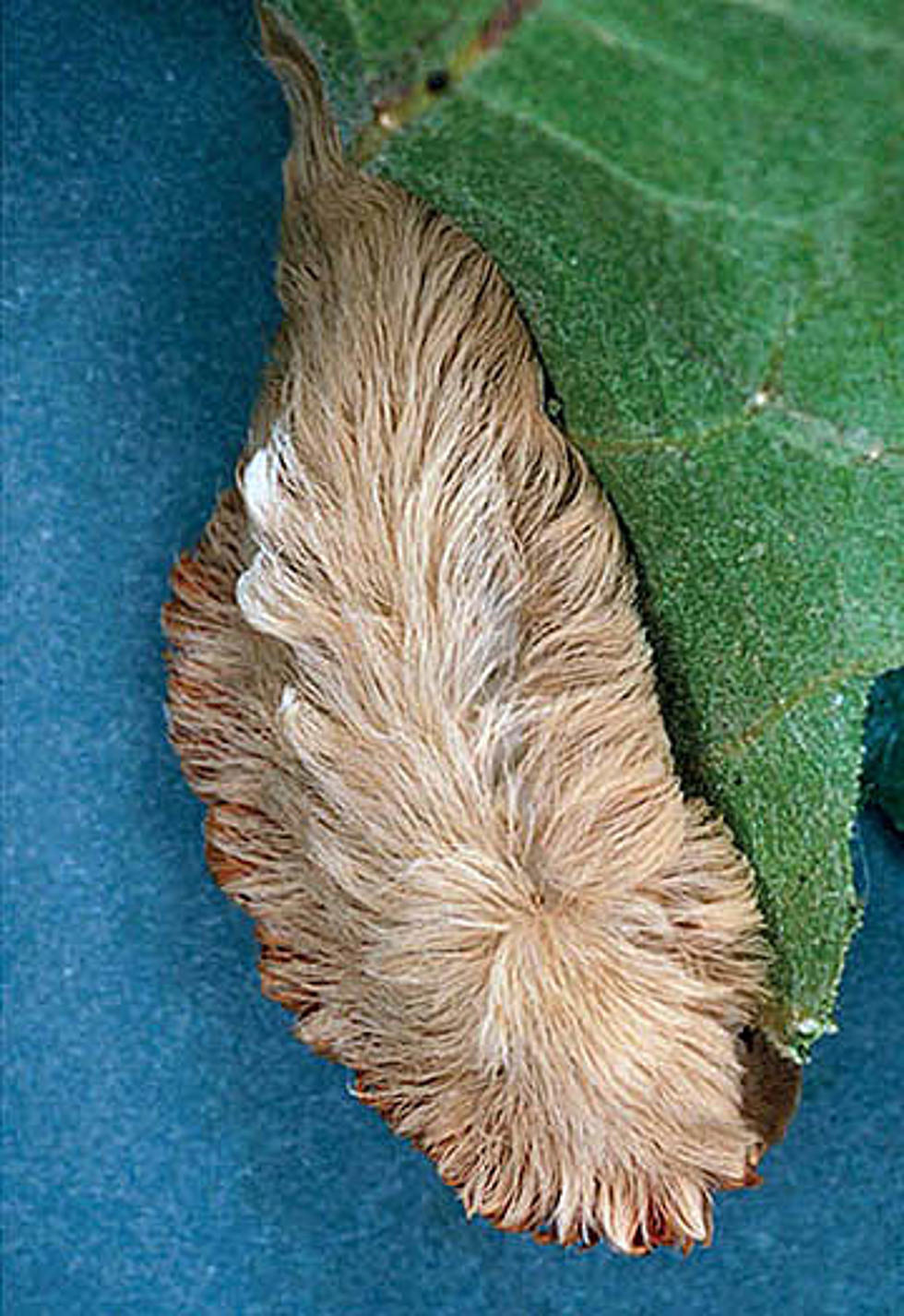 This LA Caterpillar is Named “Puss Moth” and it’s No Joke