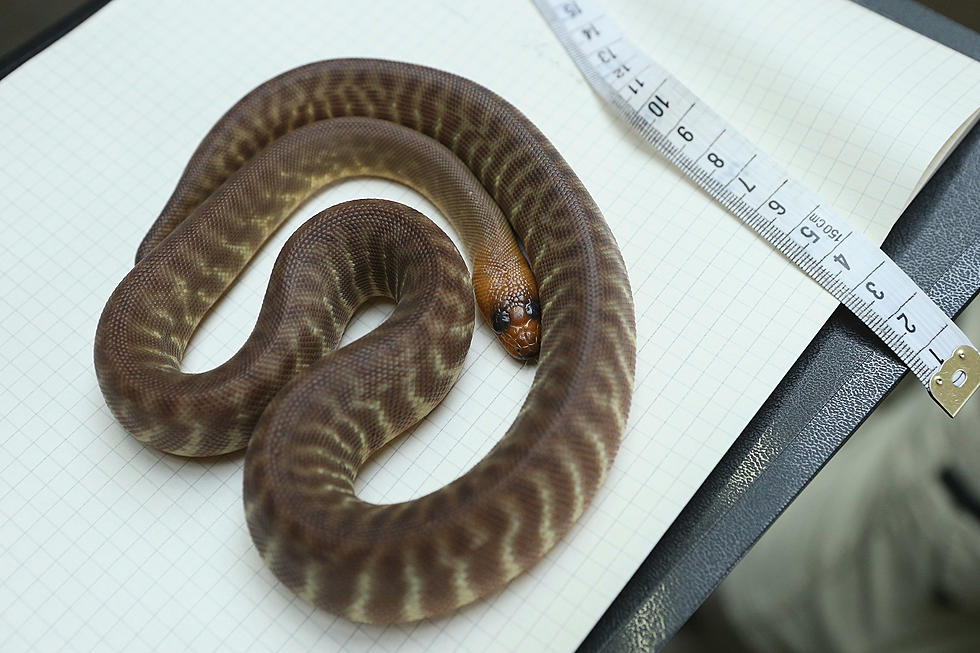 Escaped Python Found at Aquarium Store at Mall of Louisiana