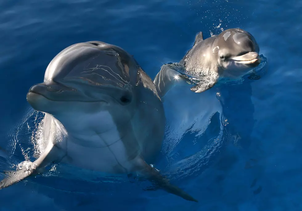 Could New Plan to Save Louisiana's Coast Be Deadly for Dolphins?