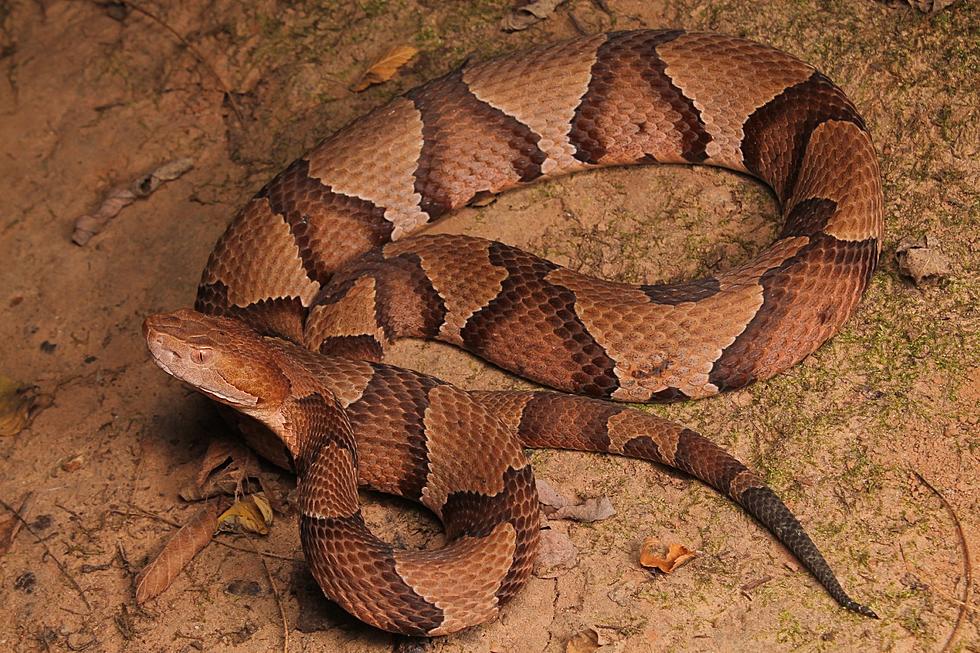 Copperheads Are Back; This is Why Dog Owners Need to Be Careful