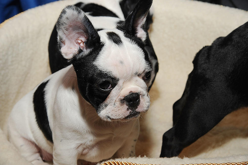 2 Texas Thieves Steal Adorable $10K French Bulldog from Pet Store