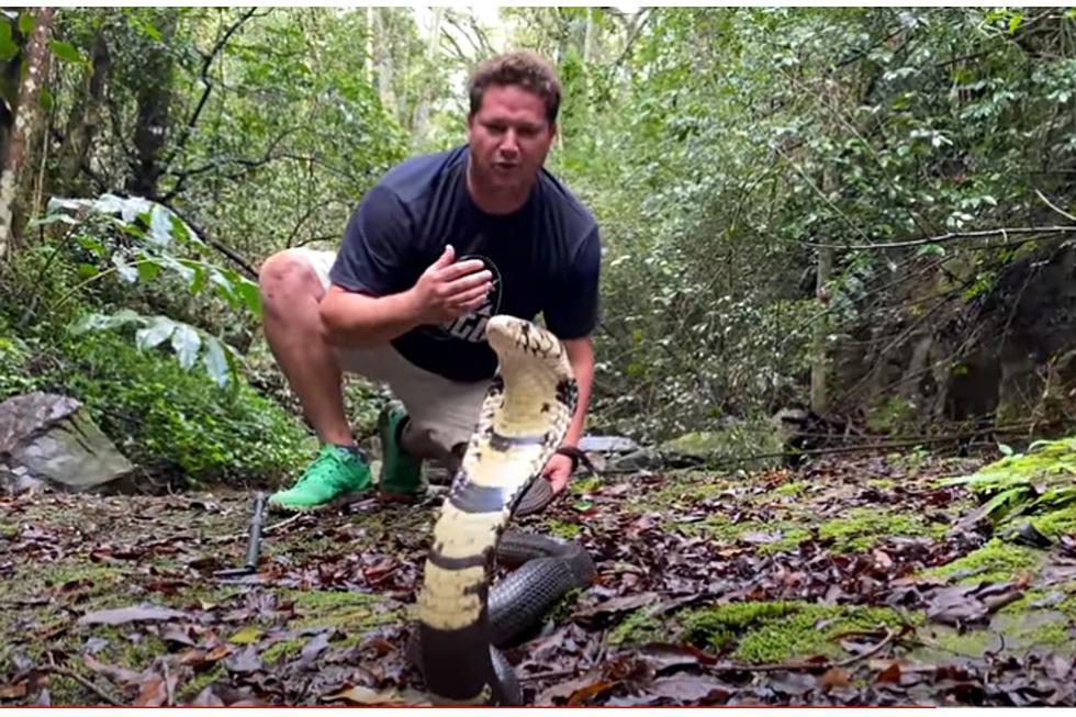 Deadly Exotic Snake Escapes and on the Loose In Texas
