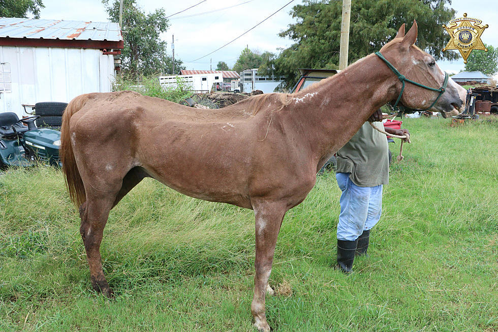 Benton Woman Behind Bars: Her Horses Found Either Dead or Close