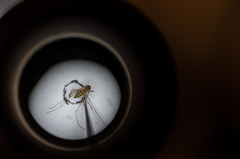 7 Cases of Deadly West Nile Virus Found in Louisiana