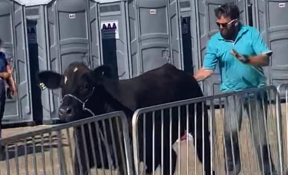 Steer Gets Loose at East Texas State Fair; Chaos on the Midway