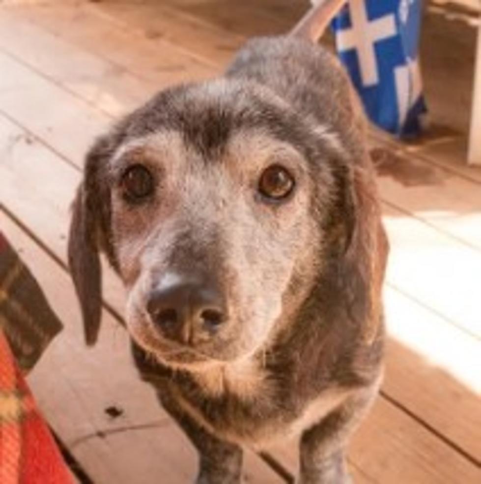 Senior Dachshund Needs a Home to Live Out His Days in Comfort
