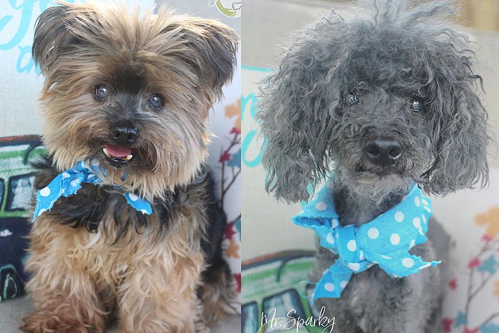 2 Dogs Described as Blind and Deaf Eager to Find Home Together