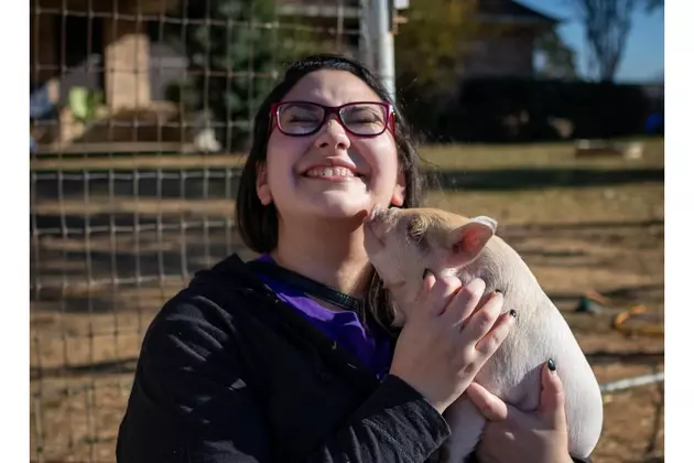 This Texas Airbnb Experience Is Every Obsessed Pig Lovers Dream