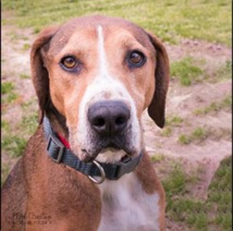 Help Hansel Get His Fairy-tale Ending and Live Happily Ever After!