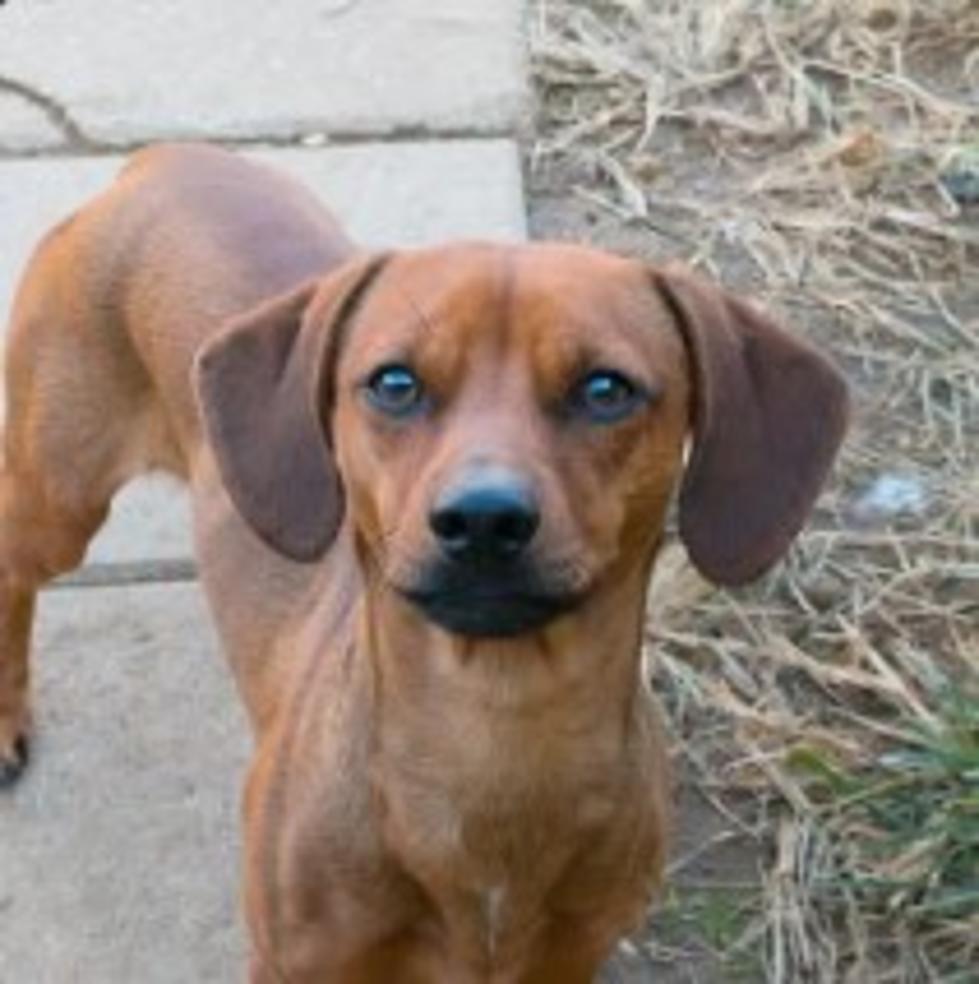 Weiner Dog Found in Haughton Looking for Loving Home