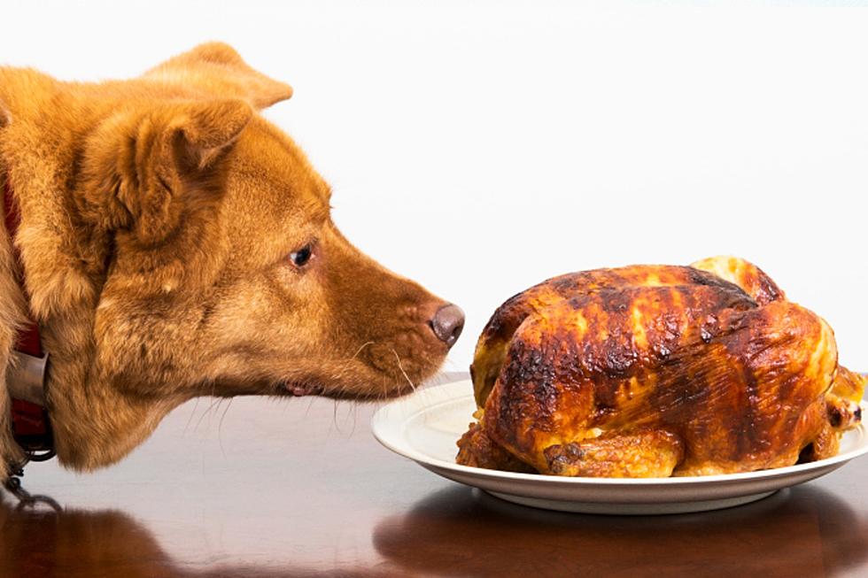 These 5 Thanksgiving Food Could Send Your Dog to the E.R.