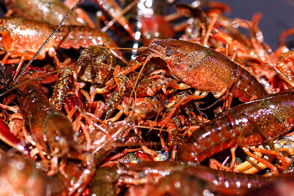Experts Name the #1 Threat to Louisiana&#8217;s Perfect Crawfish Season