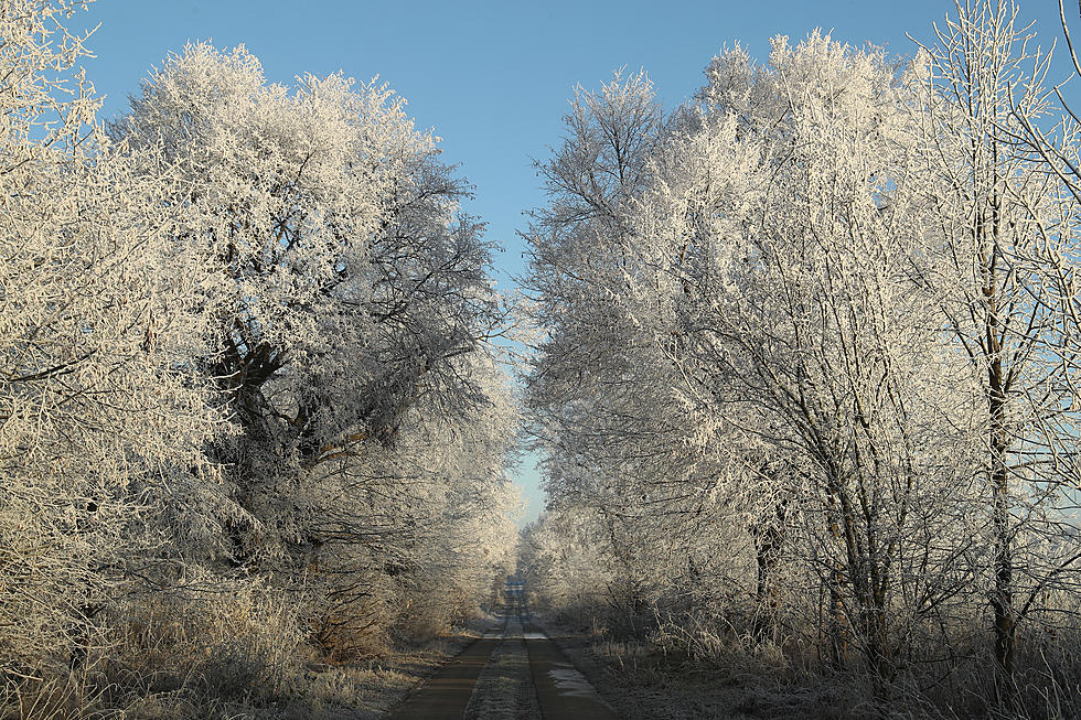Exploding Trees? Freezing Temps are Making Things Weird in Texas
