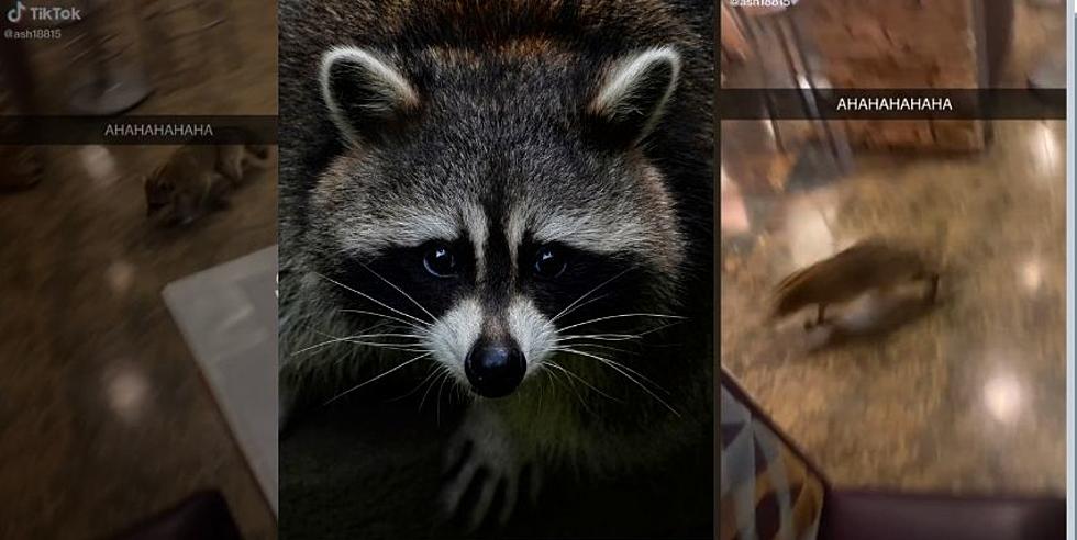 Viral TikTok Shows Chaos When a Racoon Crashes LSU Chow Hall
