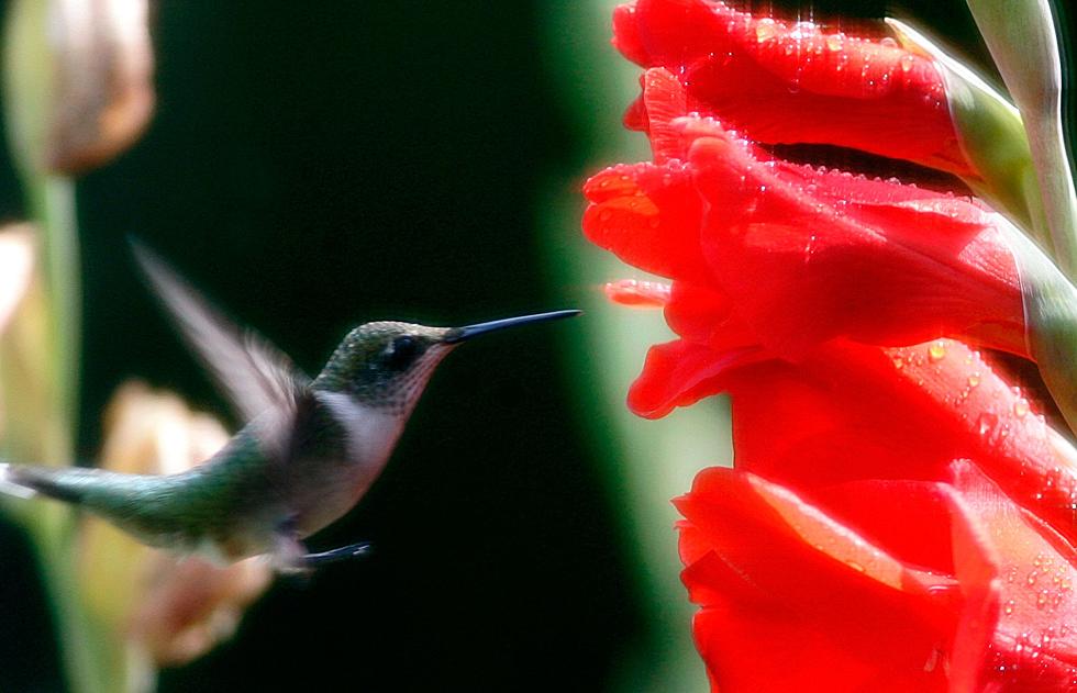 Hummingbirds are Being Killed in Shreveport Due to This Mistake