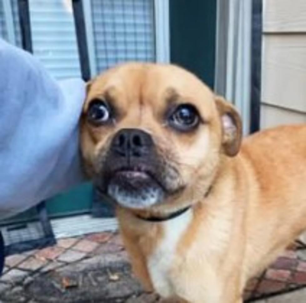If You Like Pugs, You’re Going to Love Rosco, Up for Adoption Now