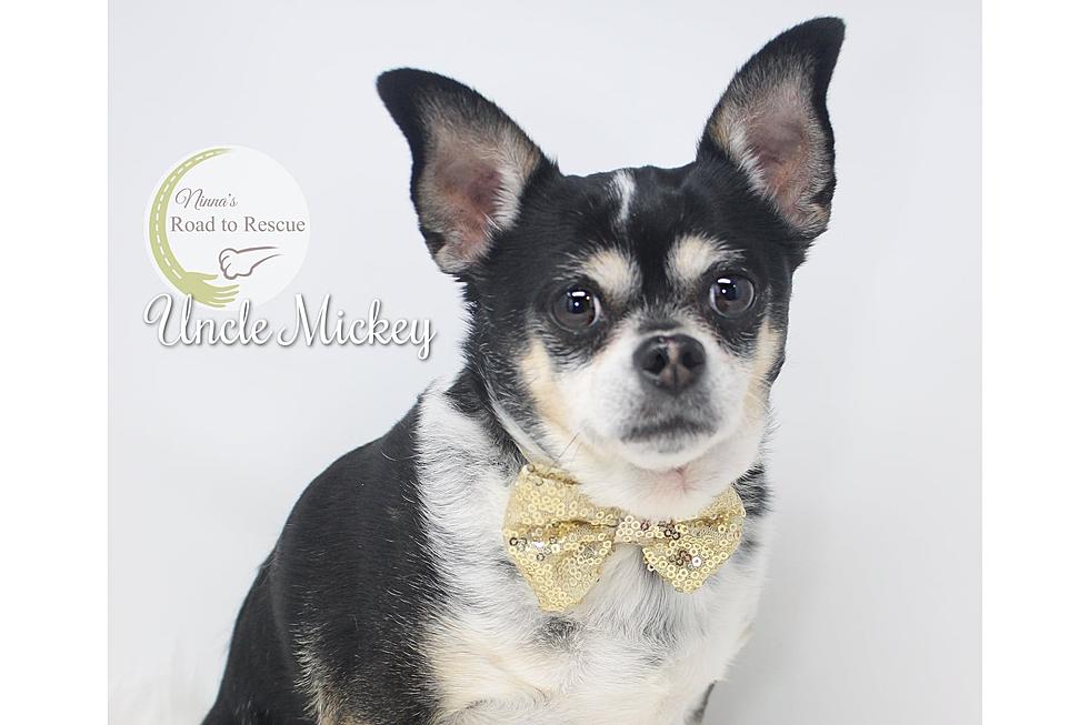 Why Does Uncle Mickey the Adoptable Dog Look So Concerned?