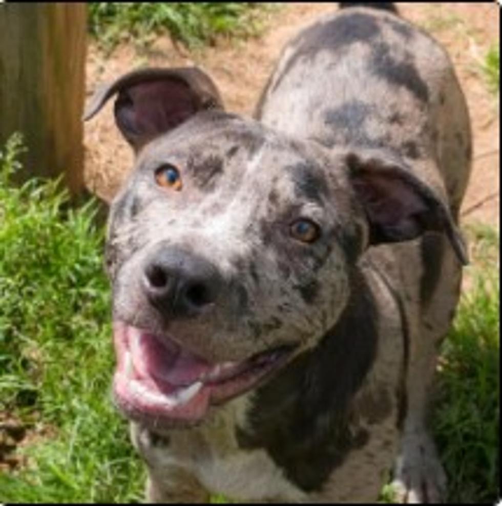 This 'Buddy' Wants to Be Your Best Buddy for Life Shreveport