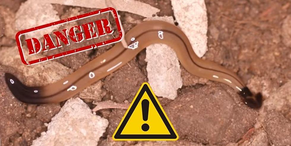 Worms That Can Hurt You and Your Pets In Louisiana and Texas