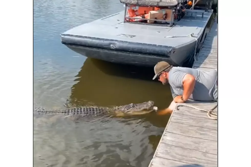 Louisiana Man Goes Viral After Petting Alligator Like a Puppy