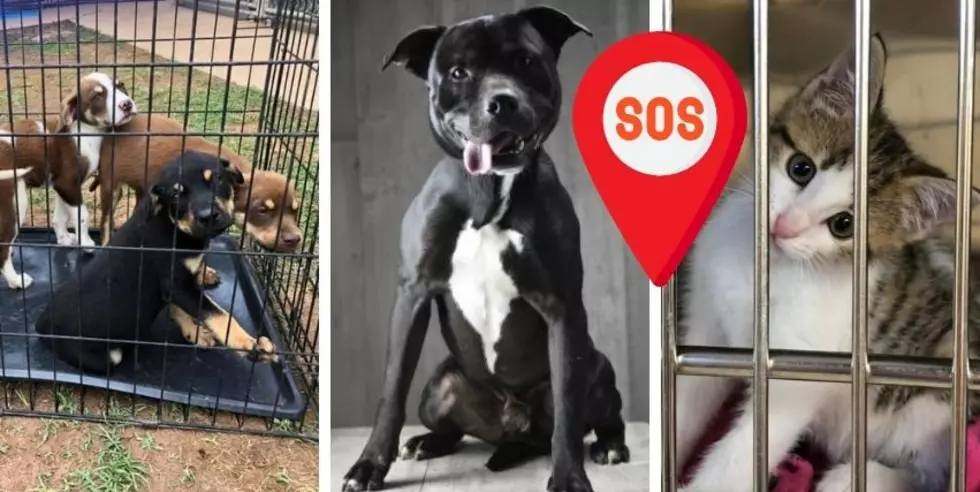 Caddo Shelter Says They Just Took in 115 Pets and Need Your Help